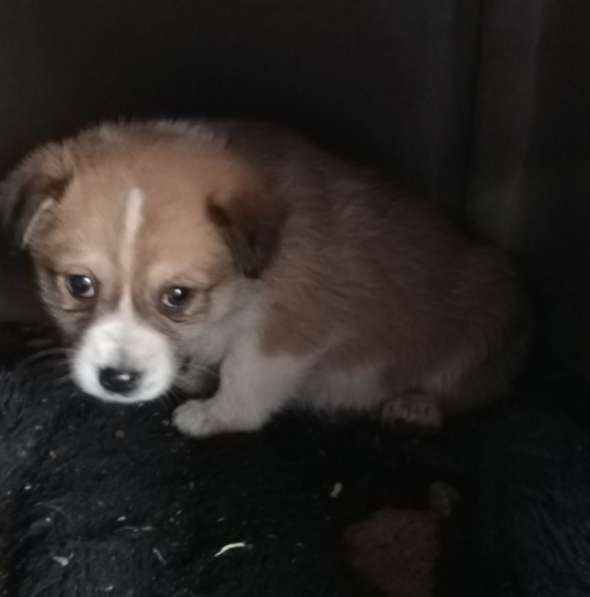 Щенки в добрые руки в Ростове-на-Дону фото 5