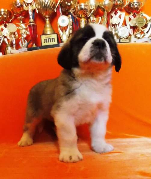 Sale. Puppies of long-haired senbernary. Arrange delivery в Владивостоке фото 16