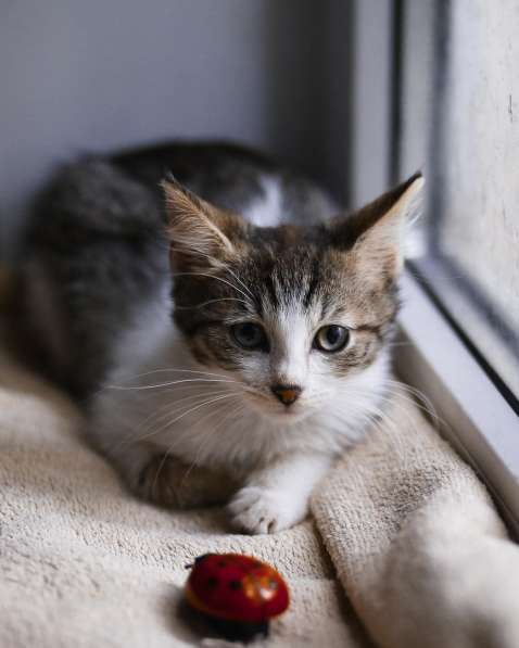 Ласковый мурлыка в Санкт-Петербурге фото 9