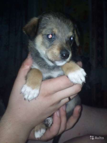 Отдаем щенят в хорошие руки в Новокузнецке фото 10