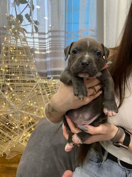 Голубые мальчики и девочки Амстаффтерьера ркф в Москве фото 8