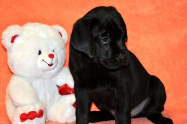 Черные щенки лабрадора ретривера от Чемпионов