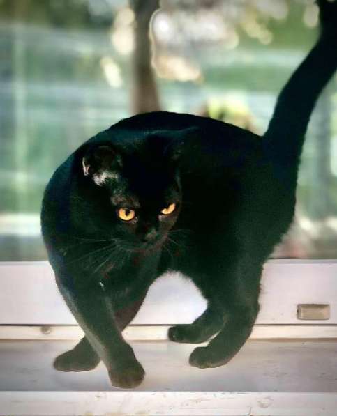 Бомбейский котик готов к переезду к новому владельцу в фото 7