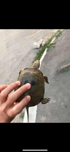 Черепахи в Махачкале