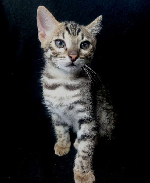 Bengal kitten f2 from Asian leopard cat в фото 3