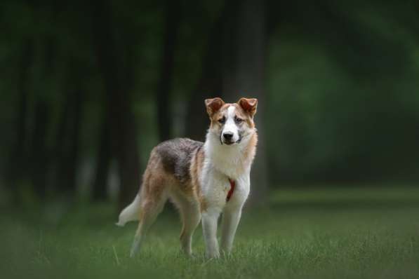 Молодой, активный красавец Пряник ищет дом! в Москве фото 11