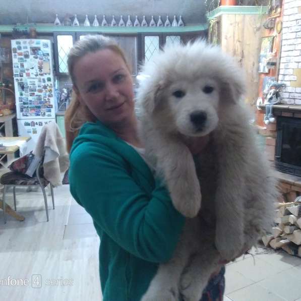 Маремма абруцкая овчарка в Челябинске фото 7