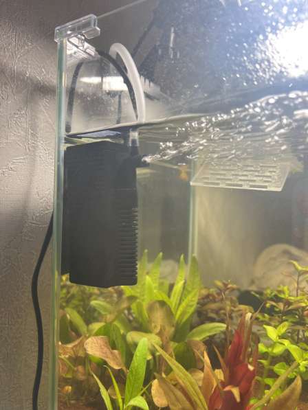 Аквариум с рыбками черепахой и живыми растениями в Ижевске фото 4