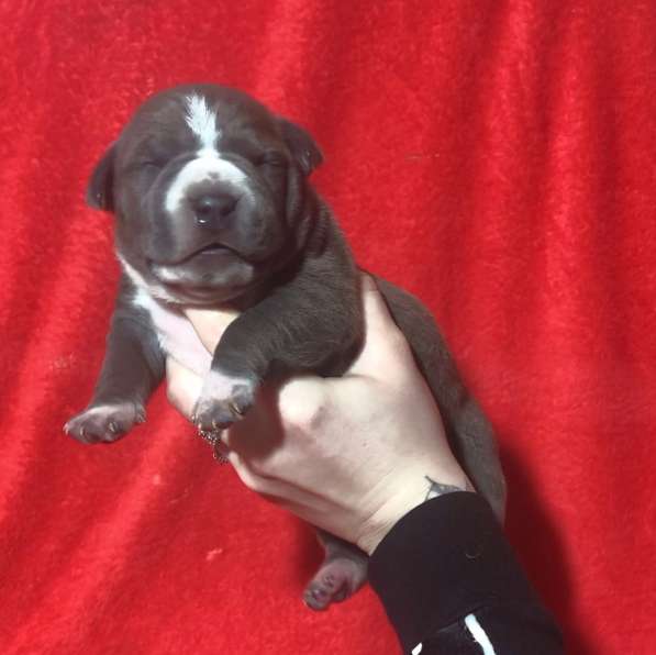 Голубые парни Амсттаффа от чемпиона резерв ркф в Москве фото 15