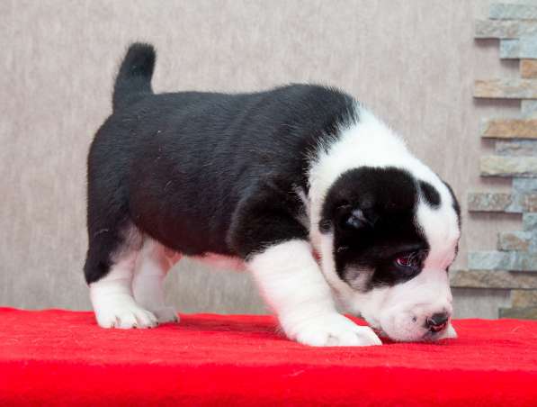 Девочка алабай от Грандчемпионов в Новосибирске фото 18