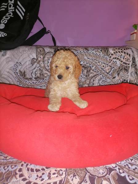 Мальчик пудель в Москве