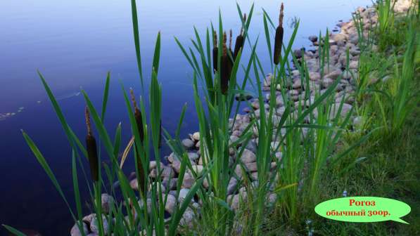 Кувшинки и другие водные растения в Севастополе фото 3