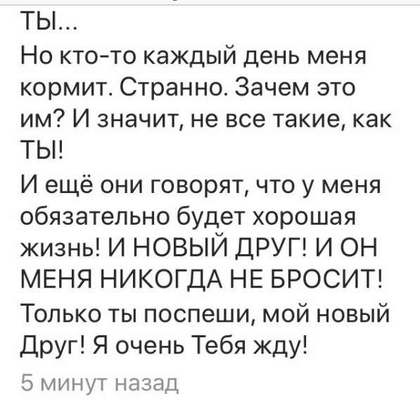 СОБАКА, ищу доброго и ответственного хозяина в Сочи фото 6