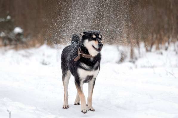 Летающий и улыбающийся пёс Макс в добрые руки в Москве фото 11