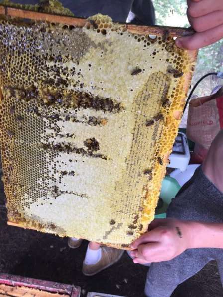 Пчёлы пчелосемьи пчелопакеты