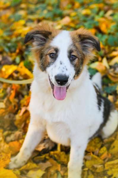 Щенок в добрые руки Августина в Санкт-Петербурге фото 7