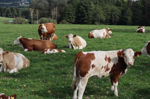 Коровы из России в Сибае фото 16