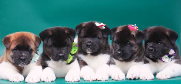 Продаются щенки Американской Акиты