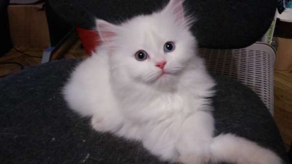 Продам белоснежных пушистых красавиц в Санкт-Петербурге фото 8