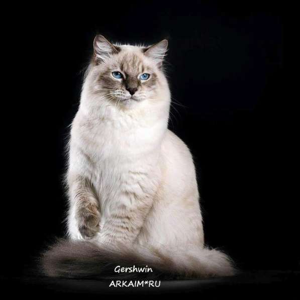 Котята Невские - Маскарадные в фото 10