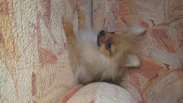 Померанский шпиц - медвежий тип в фото 3