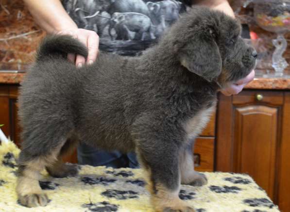 Тибетский мастиф - лучший страж на территории в Москве фото 78