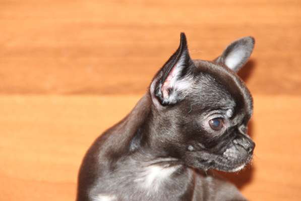 Милашка ищет дом в Самаре фото 4