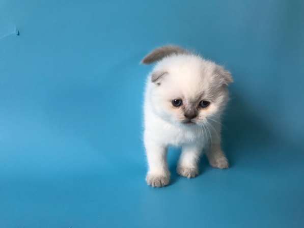 Мальчики колор поинт scottish fold в фото 4