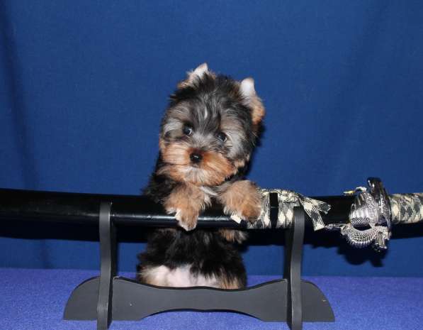 Маленький мальчик Йоркширского терьера в Москве фото 9