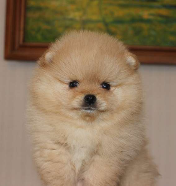 Померанские шпицы в Воронеже фото 8