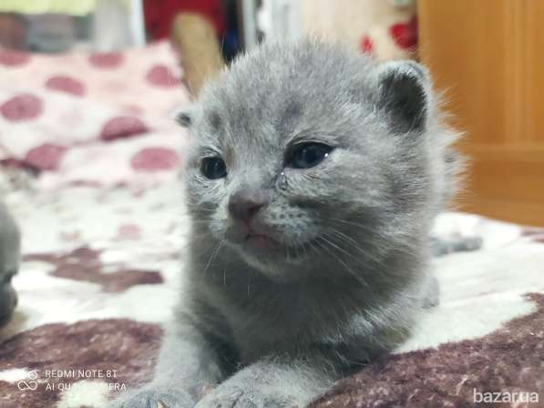 Продам котят в фото 8
