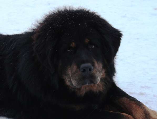 Тибетский мастиф - лучший страж на территории в Москве фото 157