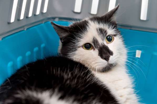 Стеснительная Медея мечтает о встрече с хозяином