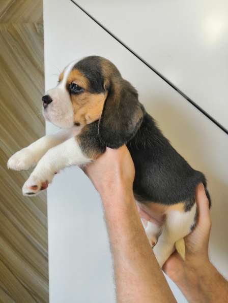 Щенки Бигля в Москве фото 7