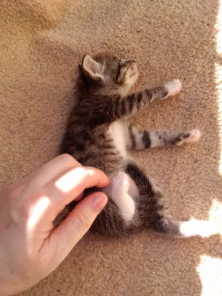 Элитная Бенгальские Снежный барс котятки в Санкт-Петербурге фото 65