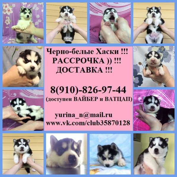 Щеночки Хаски. черно-белые очаровательные малыши в Великом Новгороде