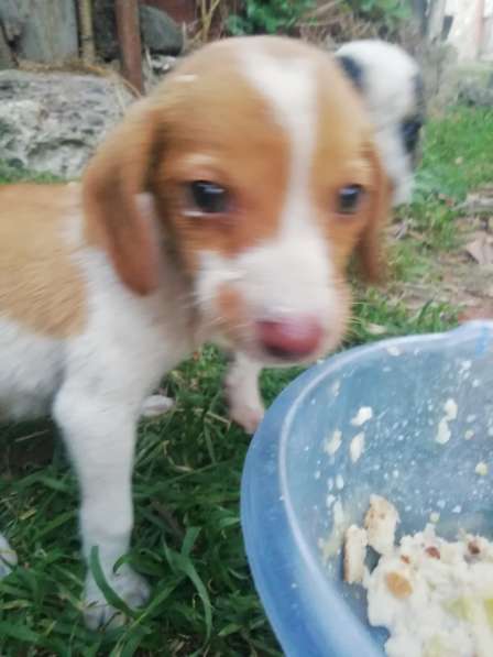 Щенки в хорошие руки в фото 8