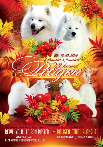 Самоед в Иванове фото 3