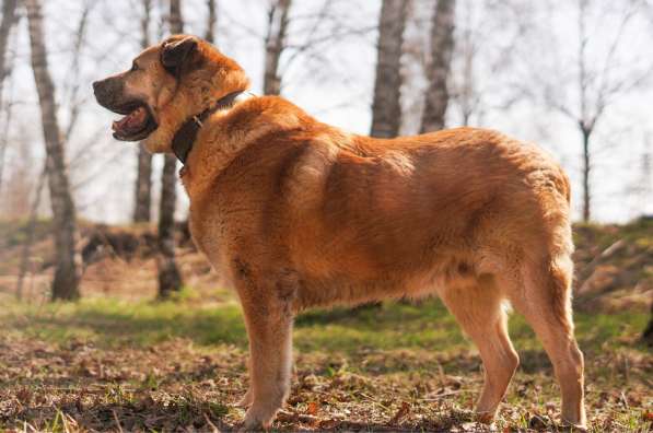 Кохинор ищет семью в Москве фото 24