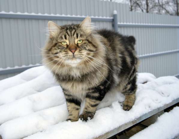 Сибирские котята золотых мраморных окрасов