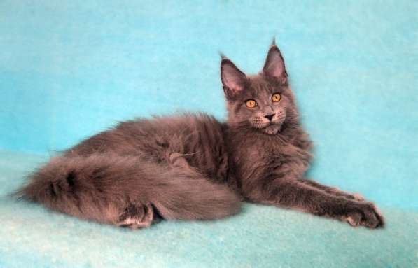 Апельсинки к Новому Году в Рязани фото 62