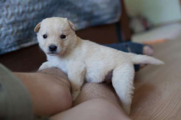 Брюс - белый маленький щенок везунчик в добрые руки в Москве фото 4