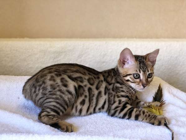 Предлагаются Бенгальские котята из питомника с документами в фото 27