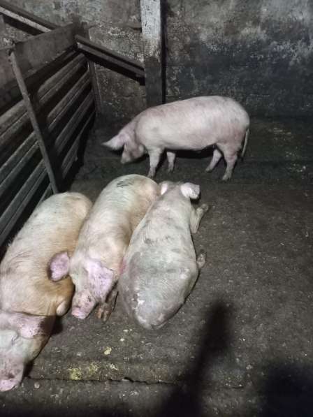 Продаю свиней в Туле фото 3