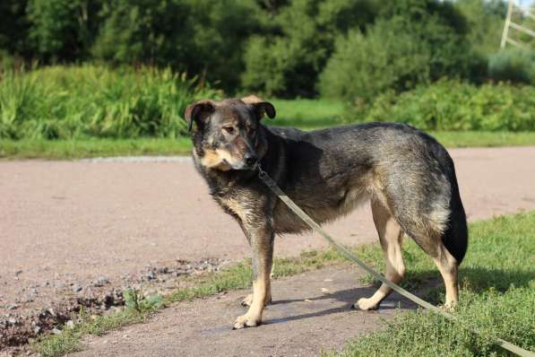 Молодая собака, приученная к неспешным прогулкам в Санкт-Петербурге фото 9
