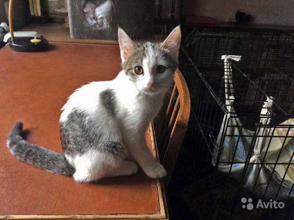 Очень красивые крошки-котята, мальчики и девочка