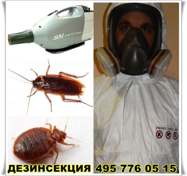 Уничтожение клопов, тараканов, блох, клещей Профи-Дез в Ногинске фото 14