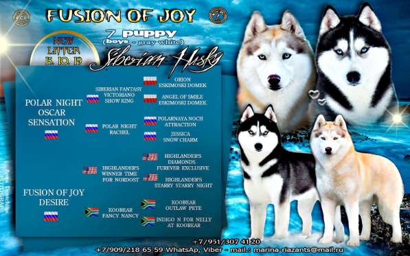 Щенки сибирский хаски в Москве фото 3