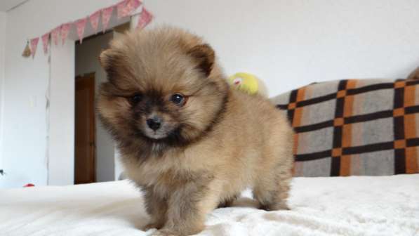 Щенок померанского шпица- микро - медвежонок в фото 29