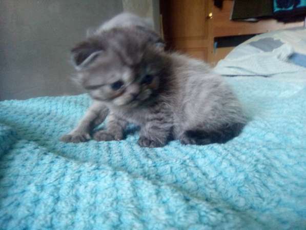 Шотландский денди скоттиш- страйт в Санкт-Петербурге фото 33